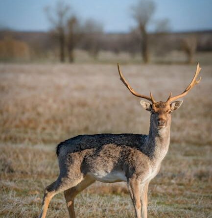 Deer hunting strategies for beginners