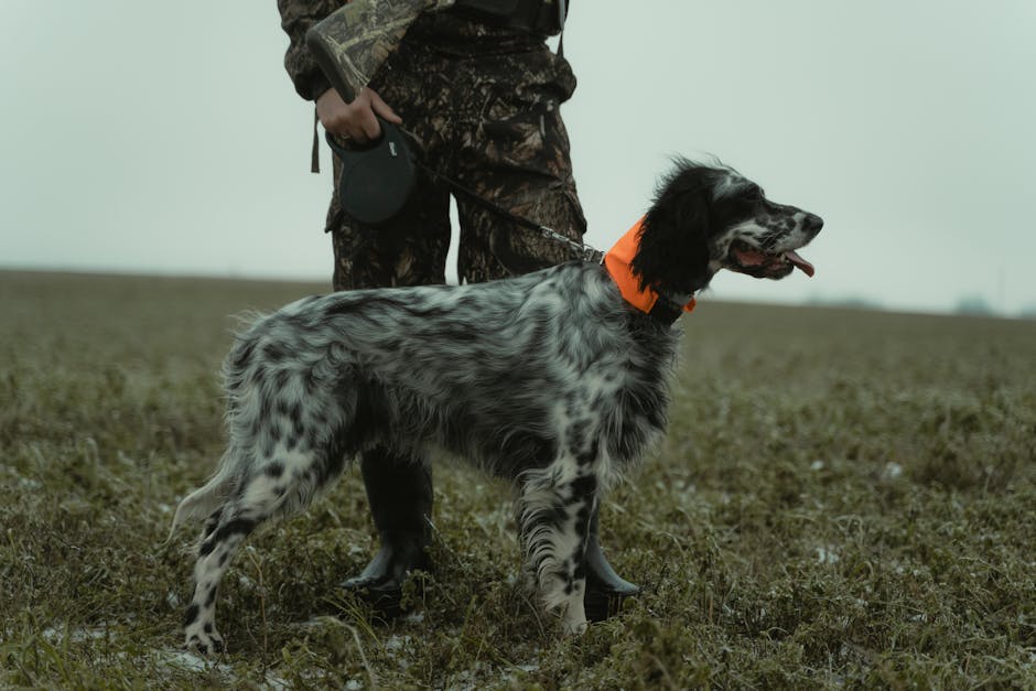 Dog training for hunting essentials
