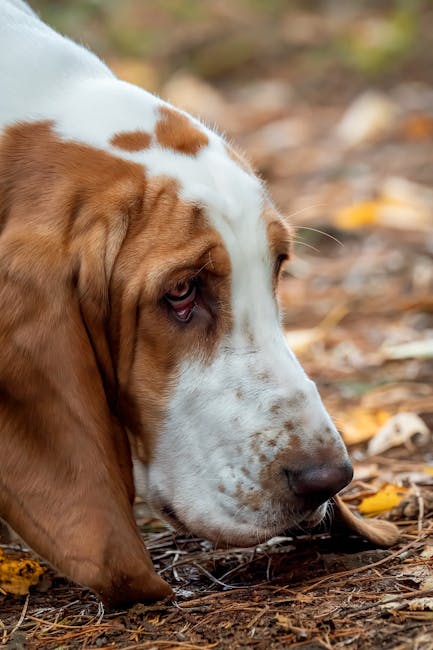 Top Hunting Dog Breeds for Family Life Top Hunting Dog Breeds for Family Life