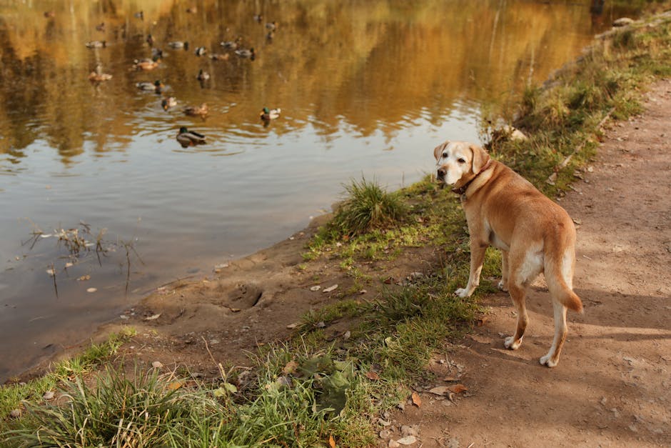 Training Your Bird Dog to Retrieve Like a Pro