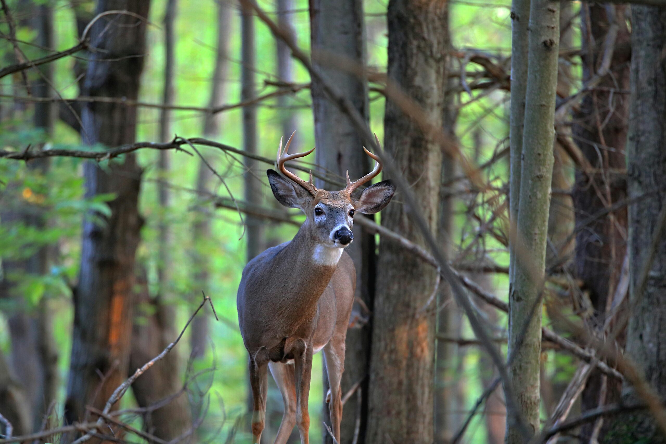 10 Things Every Hunter Should Know During the Peak Rut