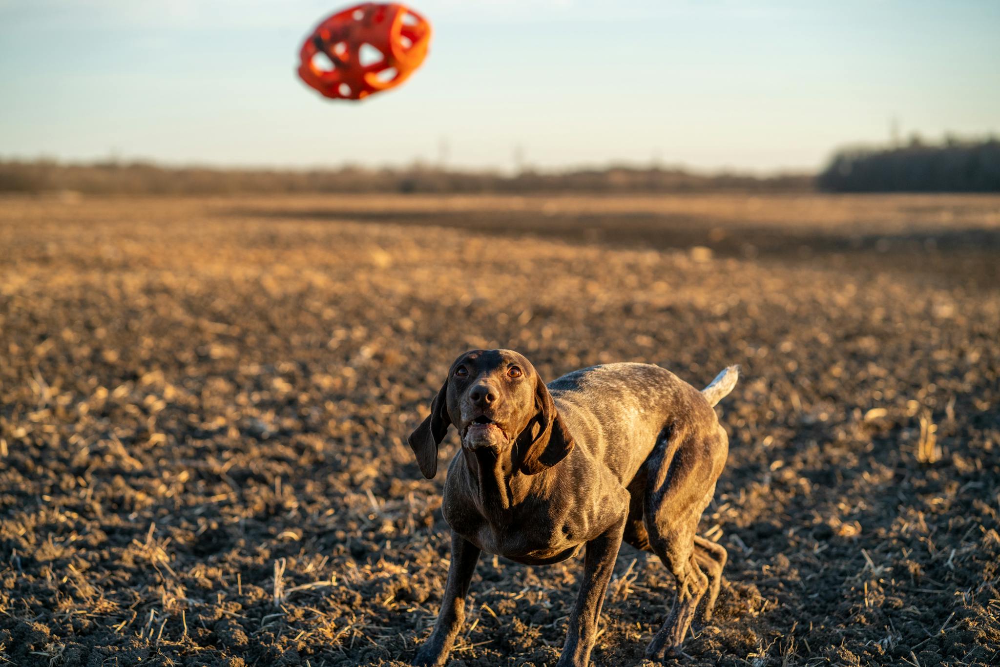 Training Your Bird Dog to Retrieve: The Ultimate Guide