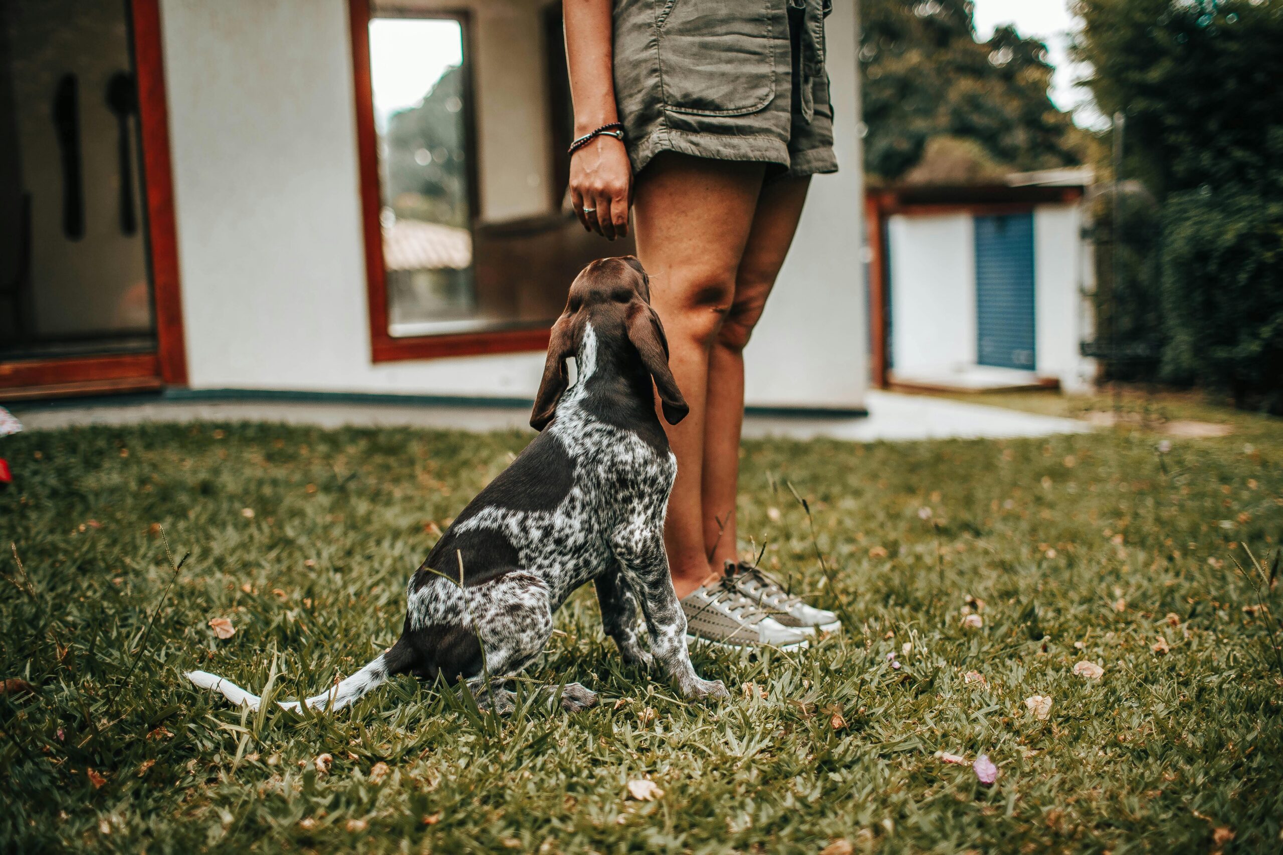 German Shorthaired Pointer Life: 10 Things Only Owners Get