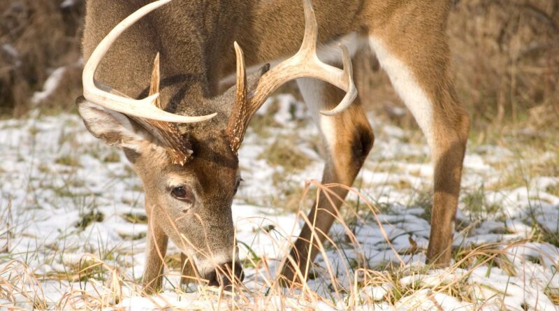 10 Things Every Deer Hunter Should Know Post-Rut