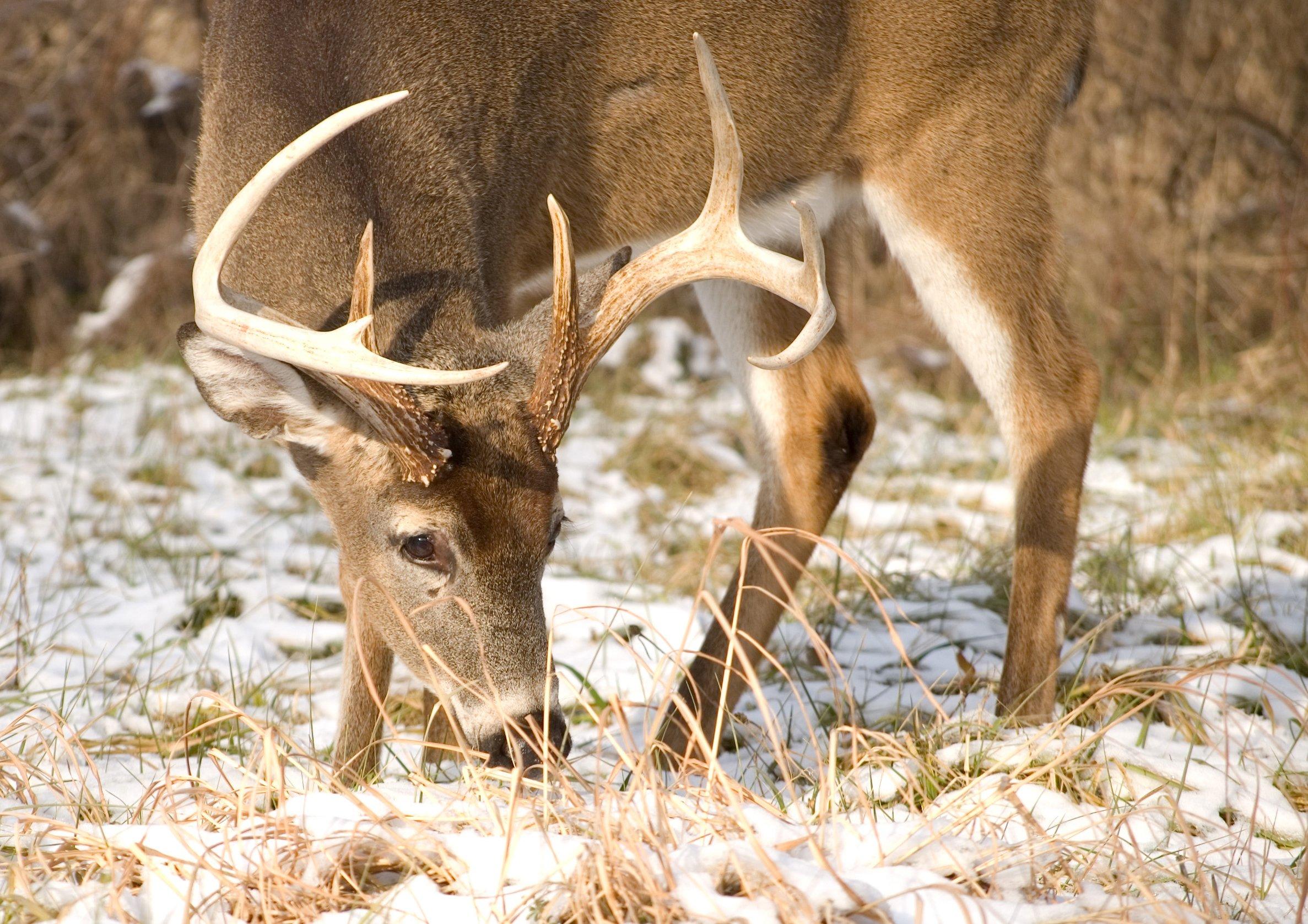 10 Things Every Deer Hunter Should Know Post-Rut 10 Things Every Deer Hunter Should Know Post-Rut