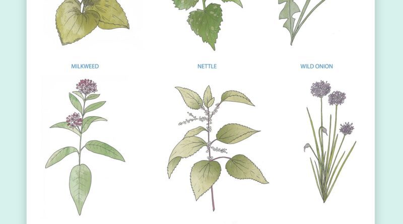 Nature’s Bounty: Your Ultimate Guide to Foraging Edible Wild Plants