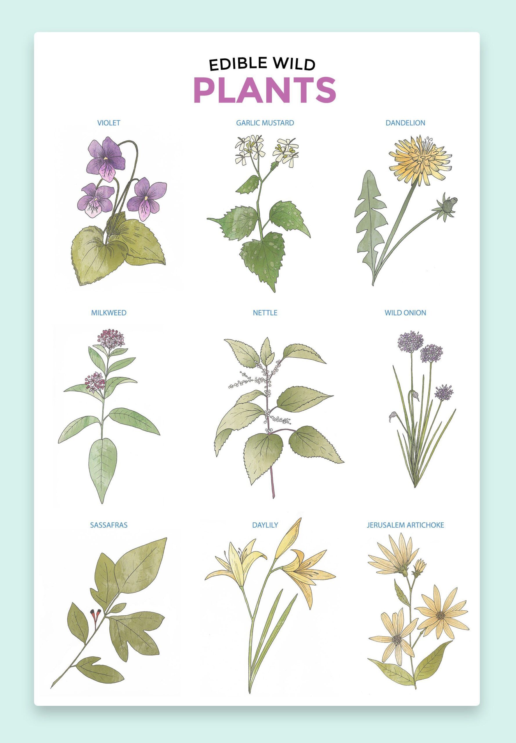 Nature’s Bounty: Your Ultimate Guide to Foraging Edible Wild Plants