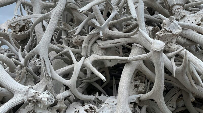 Shed Hunting in 2026: Things to Know Before You Go