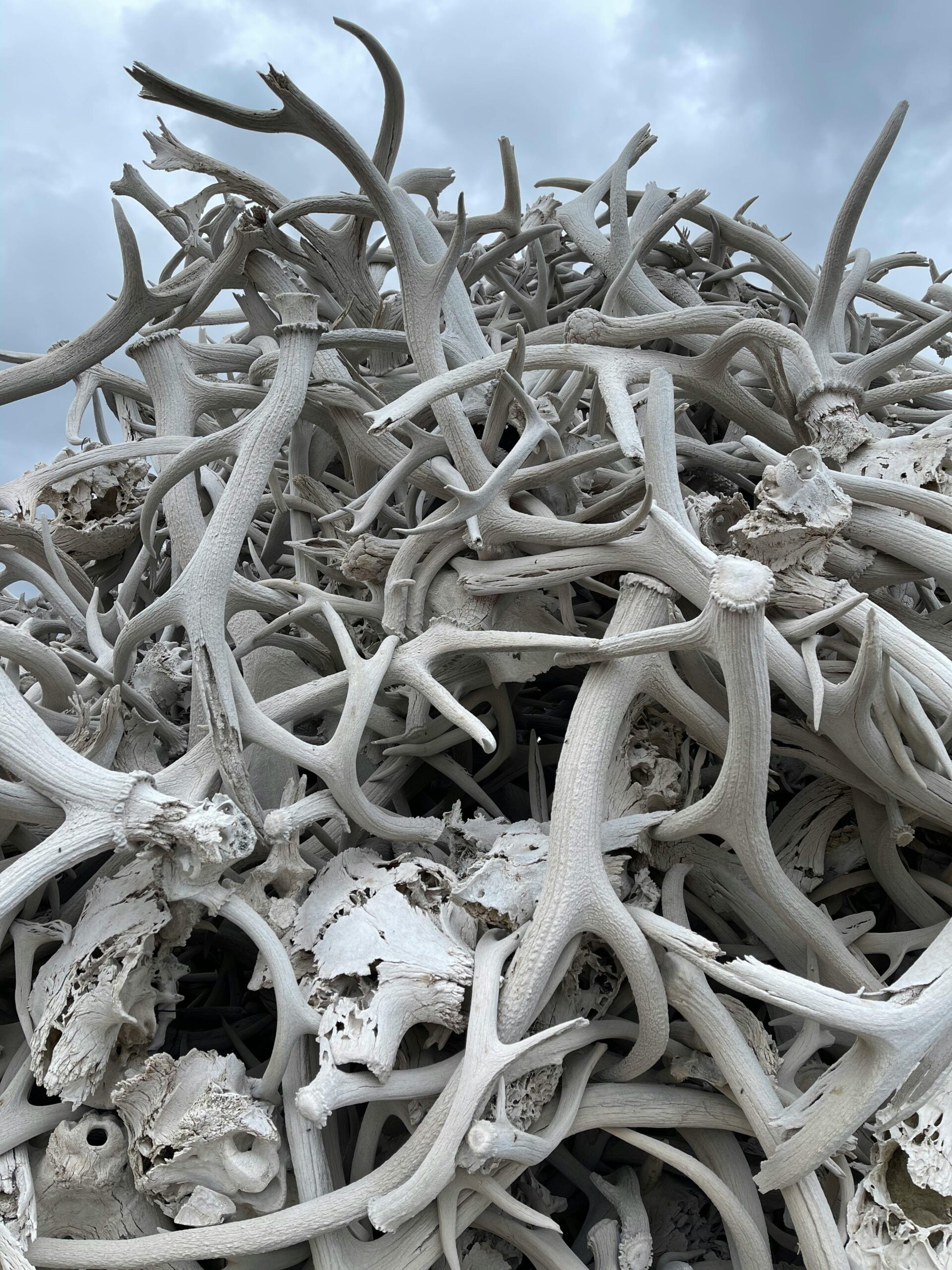 Shed Hunting in 2026: Things to Know Before You Go